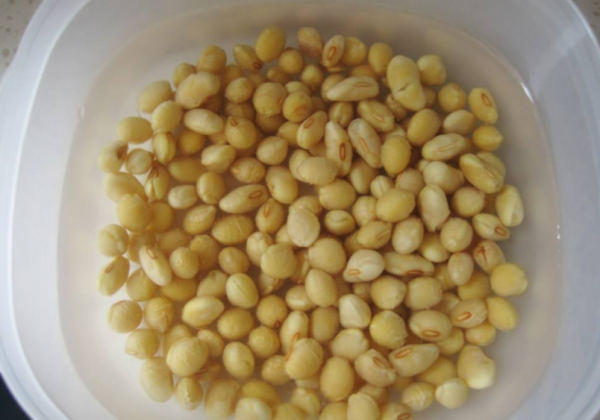 堪稱“養花利器”的黃豆該怎麼用？2種技巧，任你選擇