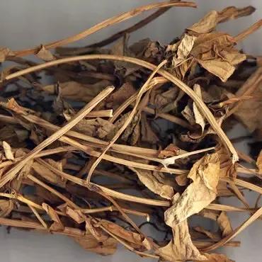 中藥古今研究：天仙藤