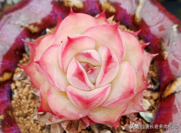 據說養多肉也有等級之分,一共6個等級,來看你達到哪個等級了? 據說養多肉也有等級之分,一共6個等級,來看你達到哪個等級了?