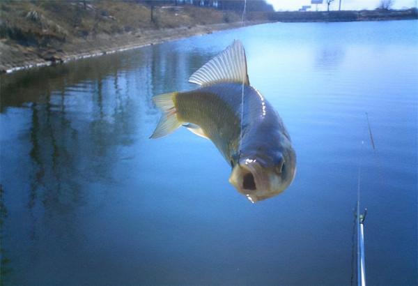 天變涼，很多釣友開始用輕餌垂釣鯽魚，這時調釣需要注意什麼？