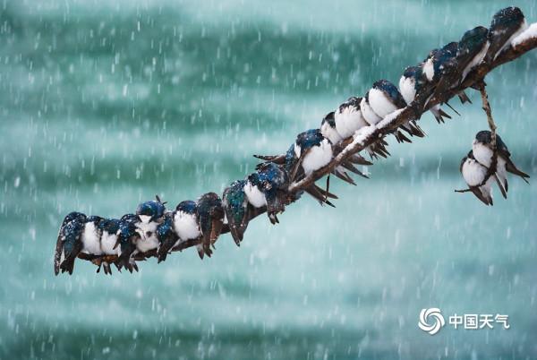 寒冷速凍天 小動物取暖萌態百出 寒冷速凍天 小動物取暖萌態百出