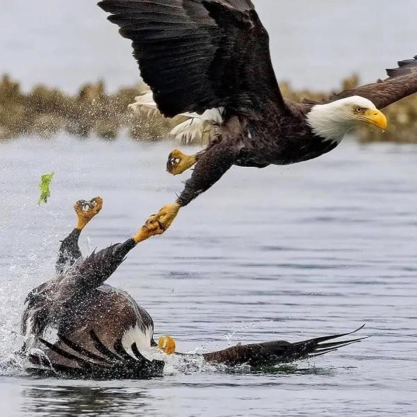 高畫質桌布(260):動物•鷹 高畫質桌布(260):動物•鷹