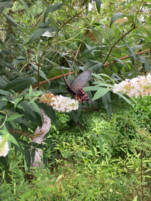 李滄竹子庵公園