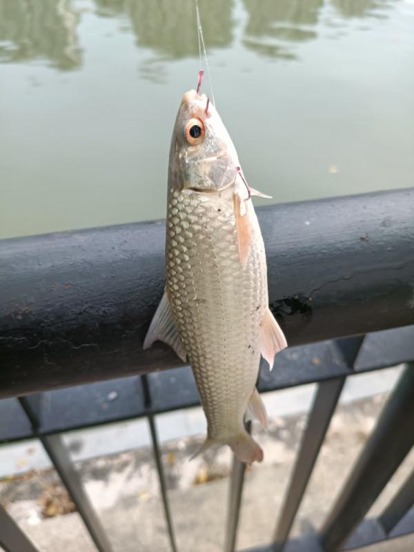 早起的鳥兒有蟲吃，晨釣提竿遛大魚&hellip;&hellip;