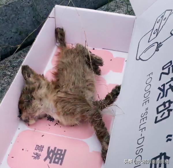 可憐小貓流浪街頭，路邊病倒無依無靠，女子第一次撿貓就成鏟屎官