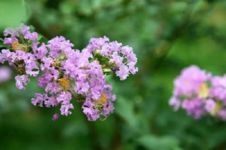 西湖邊遇見夏紫薇 西湖邊遇見夏紫薇