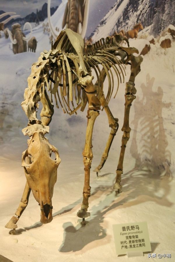 20年前放歸野外的27匹普氏野馬,現在的生存狀況怎麼樣了? 20年前放歸野外的27匹普氏野馬,現在的生存狀況怎麼樣了?