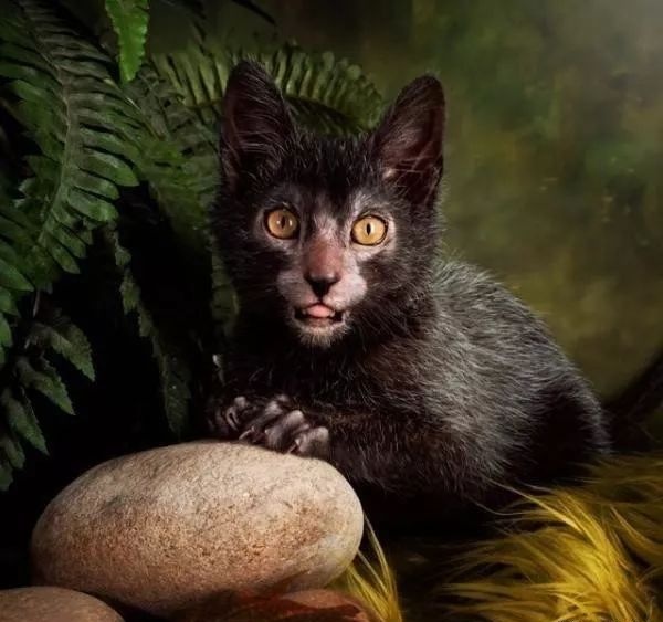 公認“無攻擊性”的幾種貓，你最希望養哪隻？