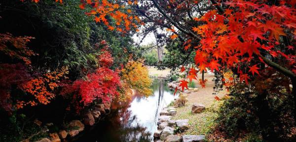 嘗秋正當時,錯過再等一年 嘗秋正當時,錯過再等一年