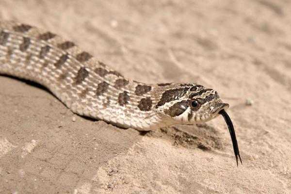 豬鼻蛇：毒蛇中的小可愛，白長了兩顆毒牙，遇到危險殺手鐧是裝死