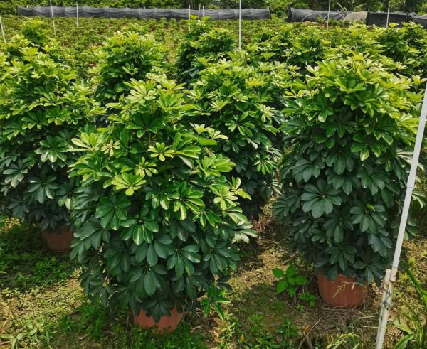 100種觀葉綠植,50種大型的,50種小型的,家裡沒有陽光也能養 100種觀葉綠植,50種大型的,50種小型的,家裡沒有陽光也能養