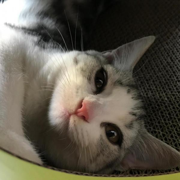 親愛的玎璫璫呀,你在喵星還好嗎? 親愛的玎璫璫呀,你在喵星還好嗎?