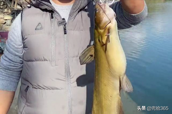 成精了！廣西一男子戶外野釣，罕見收穫半米長的“巨型黃顙魚”
