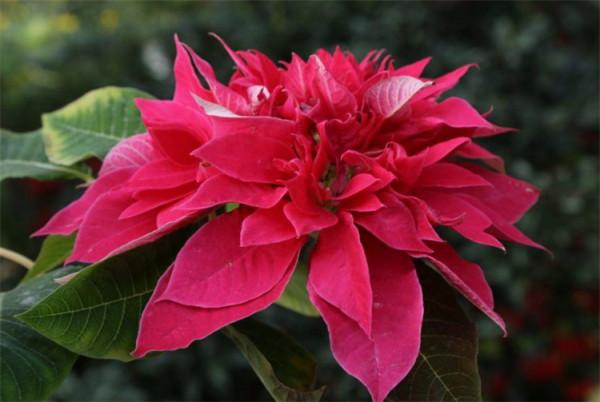 一品紅花有毒嗎?家裡可以養嗎?給出建議:一些小細節注意到就好 一品紅花有毒嗎?家裡可以養嗎?給出建議:一些小細節注意到就好