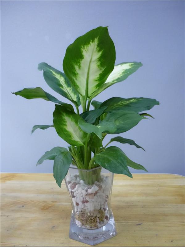 38種超級耐陰的花,沒光也能養爆盆,養在陽臺客廳超有範兒 38種超級耐陰的花,沒光也能養爆盆,養在陽臺客廳超有範兒