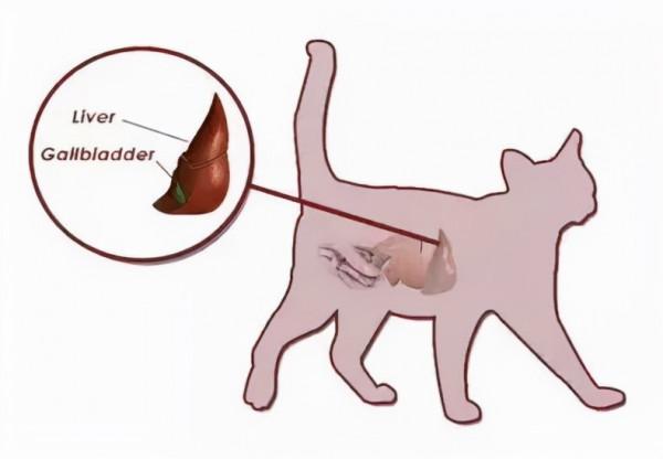 原來我的貓一直長了2顆心，快來看看你家的有嗎