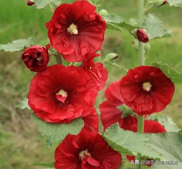 請欣賞四川名花蜀葵啊