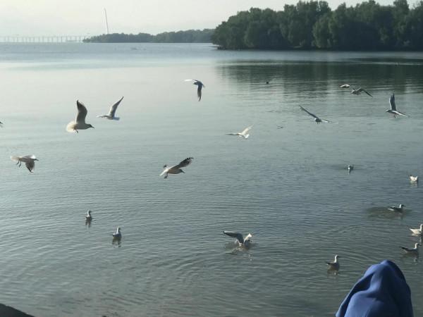 文明觀鳥不要投餵才是對鳥兒的保護