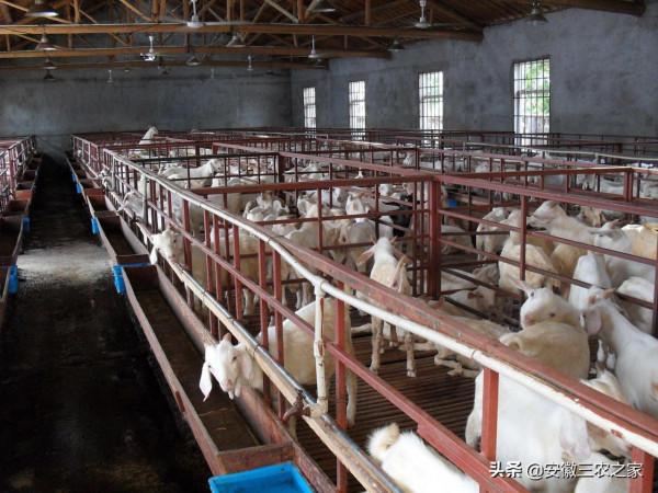 怎麼養殖降低風險,適合新手學習的養殖經驗,今天免費分享給大家 怎麼養殖降低風險,適合新手學習的養殖經驗,今天免費分享給大家