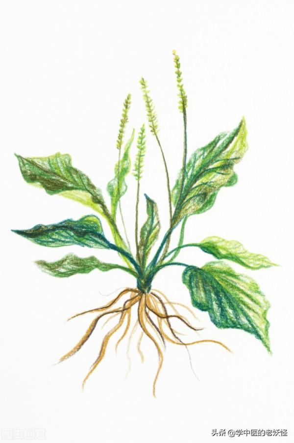 每日一中藥——車前子 每日一中藥——車前子