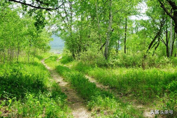 曾經的動物，北京七八十年代的近郊，你還有印象嗎？