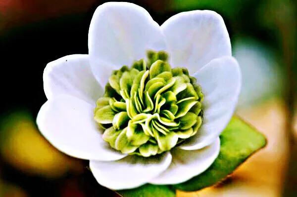 雪割草，漂亮而名貴的花