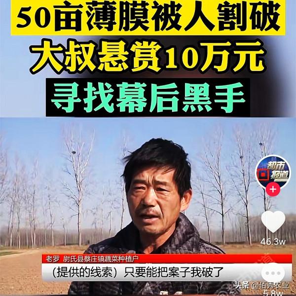 河南農民50畝龍牙菜被毀，聲稱損失上百萬，是什麼蔬菜如此值錢？