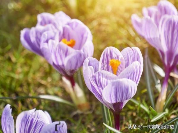 秋天買什麼花？這20種花建議選幾個，好看又好養，秋天買沒錯