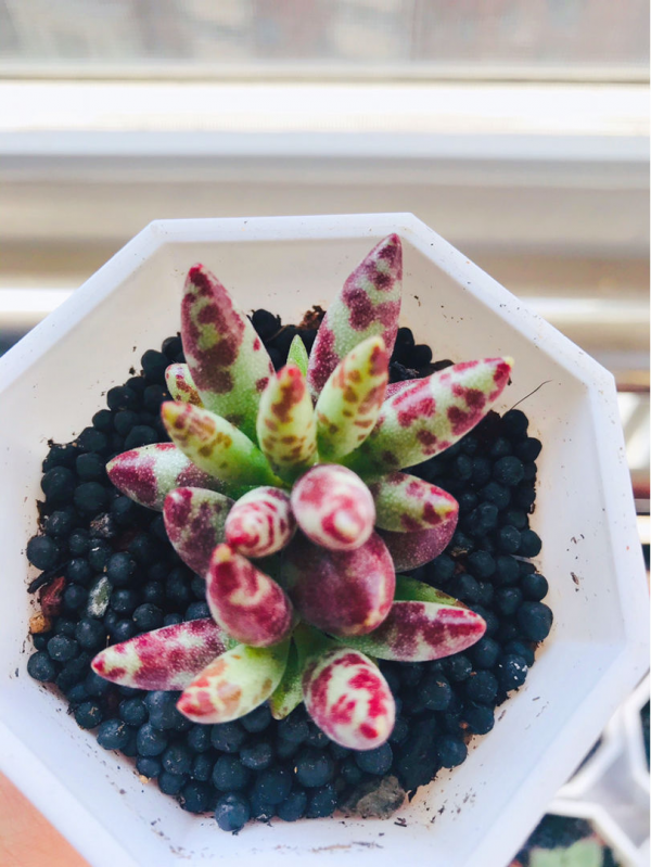 家裡養的“肉墩子”,掐個葉子就能活,1盆能變10多盆 家裡養的“肉墩子”,掐個葉子就能活,1盆能變10多盆