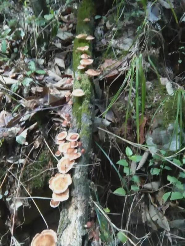 雲南小蘑菇的心酸，你知多少？