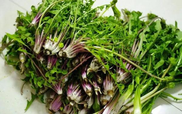 一個全身都是寶的神奇植物，你能說出它的幾種吃法？