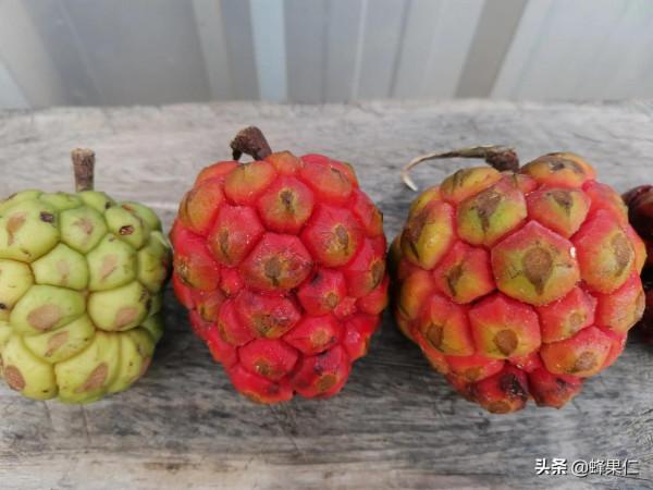 農村這25種能吃的野果都是童年的回憶,現在越來越少你還記得嗎? 農村這25種能吃的野果都是童年的回憶,現在越來越少你還記得嗎?