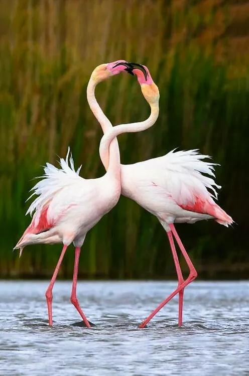 美麗優雅，自由瀟灑的火烈鳥，欣賞美圖
