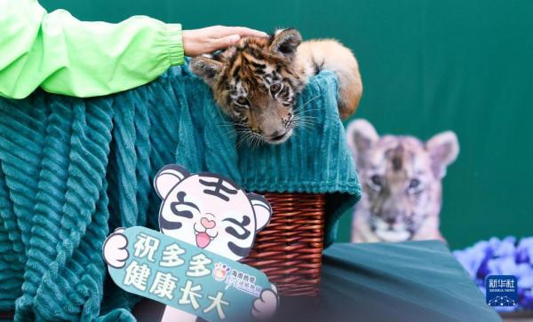 一二三四五,虎虎虎虎虎 一二三四五,虎虎虎虎虎