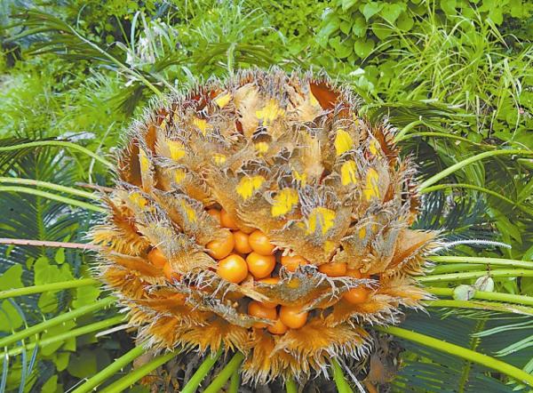 “美麗有毒”的植物,快來認識11種“毒花毒果”,不吃虧不上當 “美麗有毒”的植物,快來認識11種“毒花毒果”,不吃虧不上當
