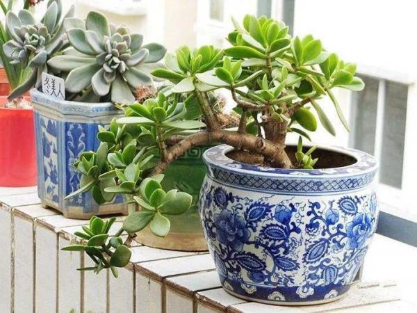 3種養人花，越養越養“貴氣”，養在家裡“很划算”