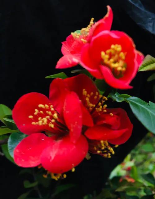 夏花絢爛的刺梅花綻放了