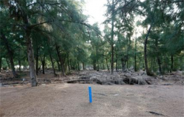 24年前在西沙中建島栽了一棵椰子樹，如今長成了啥樣？