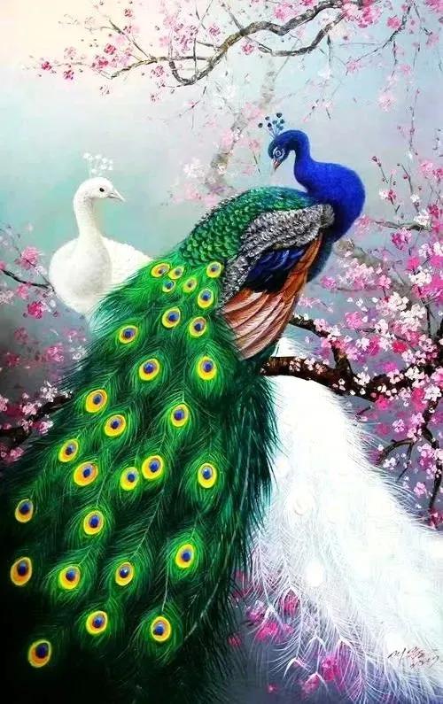 分享圖片，美麗高貴的吉祥鳥、五彩斑斕的孔雀64款