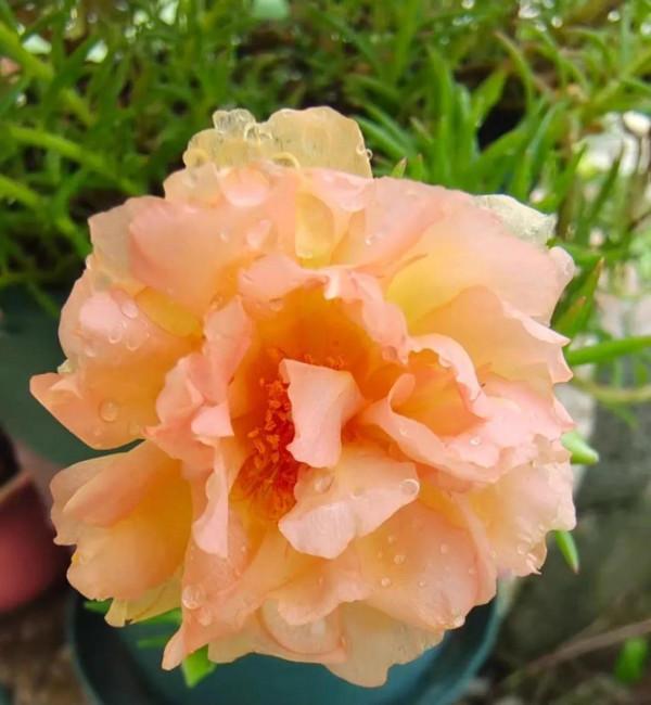 4千多元能買一款什麼樣的手機？這幾款手機值得一試，好用到飛起