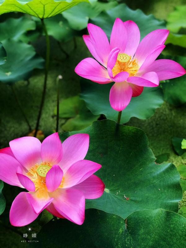 冬季看蓮花是“雪蓮”嗎? 冬季看蓮花是“雪蓮”嗎?