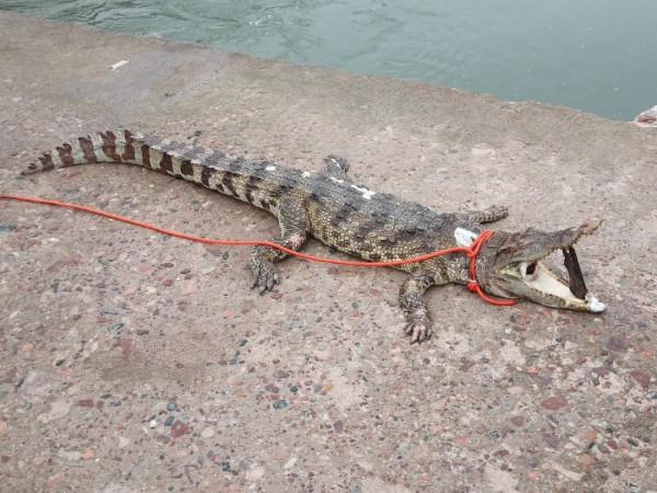 鱷魚家族有多倒黴?努力兩億年,次次在馬上稱霸時被地球針對 鱷魚家族有多倒黴?努力兩億年,次次在馬上稱霸時被地球針對