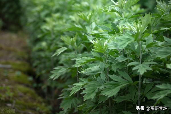 老獸醫：五個家禽感冒中藥草，農村養雞人收藏一下吧