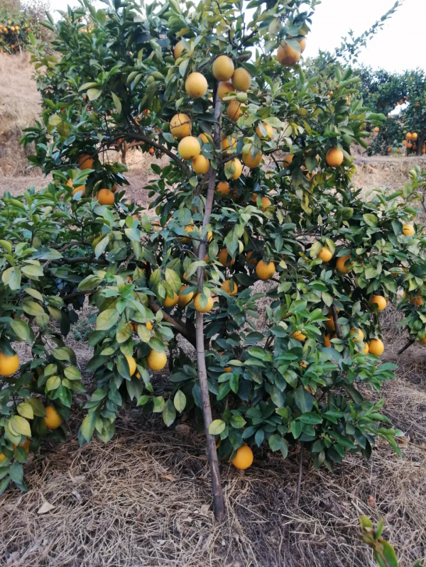 落葉多？今年保葉就是為了明年保果！提前補鎂、防凍很重要