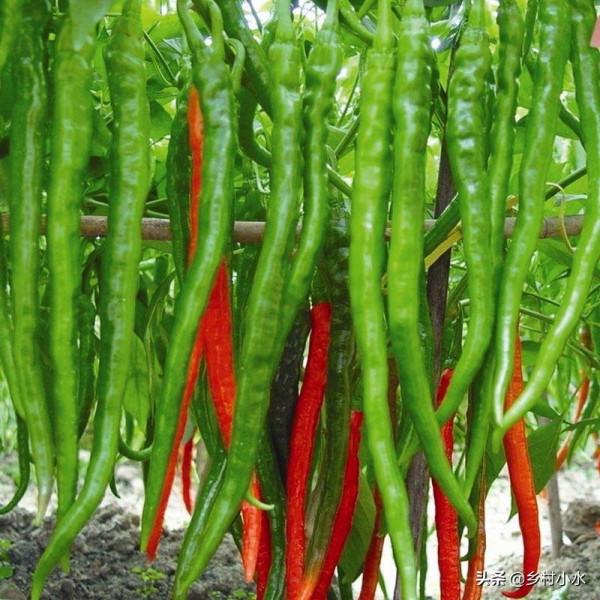 3分鐘學會辣椒育苗,幾粒種子,4個月後辣椒結滿枝頭 3分鐘學會辣椒育苗,幾粒種子,4個月後辣椒結滿枝頭