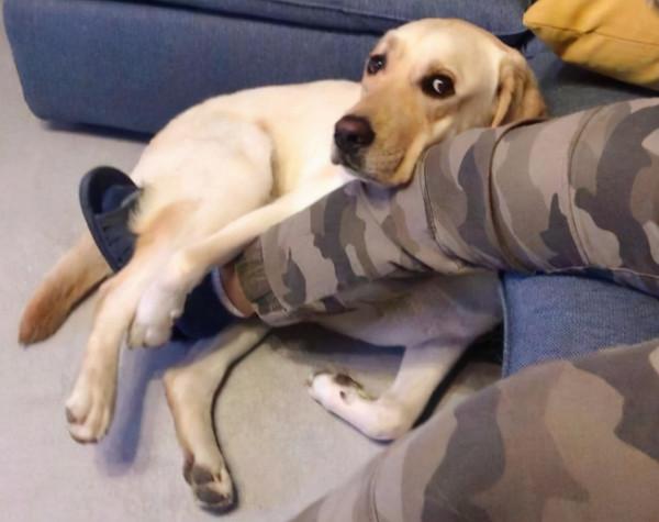 這些狗,一隻比一隻經典,都是很受歡迎的犬種 這些狗,一隻比一隻經典,都是很受歡迎的犬種