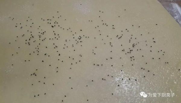 自制烤酥餅的做法,簡單一做,咬一口鬆軟香甜,我家一週吃五次 自制烤酥餅的做法,簡單一做,咬一口鬆軟香甜,我家一週吃五次