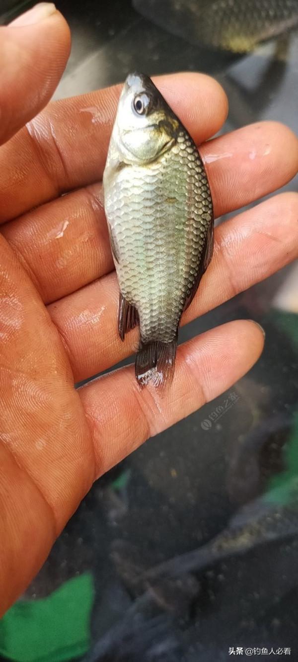 秋末時節野釣鯽魚,為何掛麥粒可以連竿 秋末時節野釣鯽魚,為何掛麥粒可以連竿