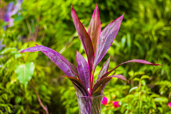一花一世界、一佛一如來、失眠睡不好，選棵氧氣花 香豔又安神