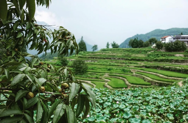 江浙滬合集｜杭州3小時高鐵圈能去哪些城市？